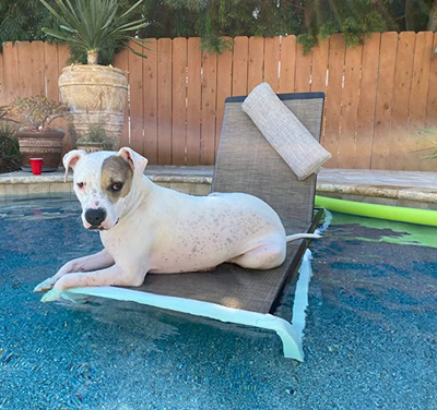 Outdoor Lounge Chair